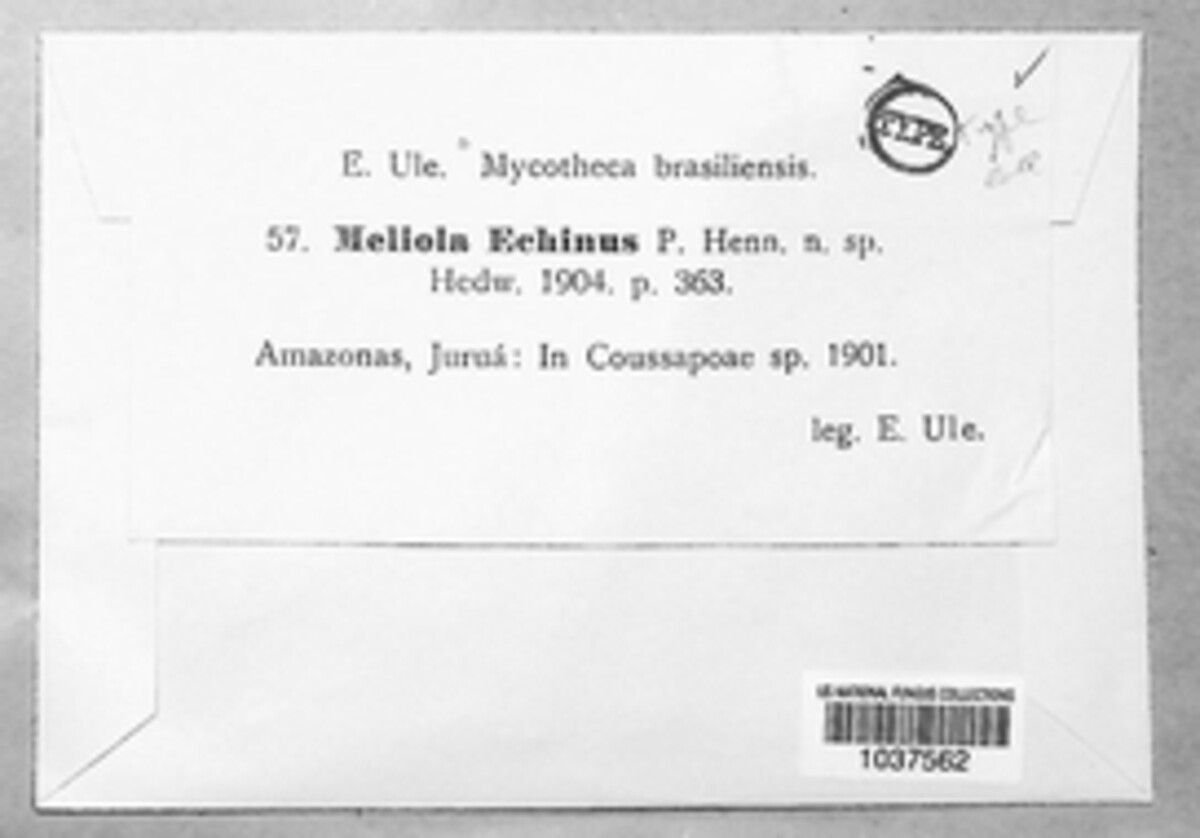 Appendiculella echinus image
